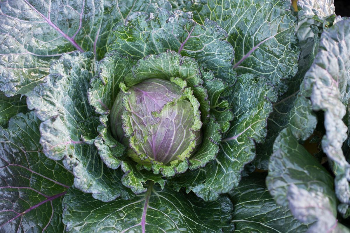 Deadon – Cabbage Seed